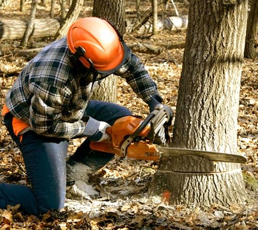 Tree Removal in Woodrow, CO